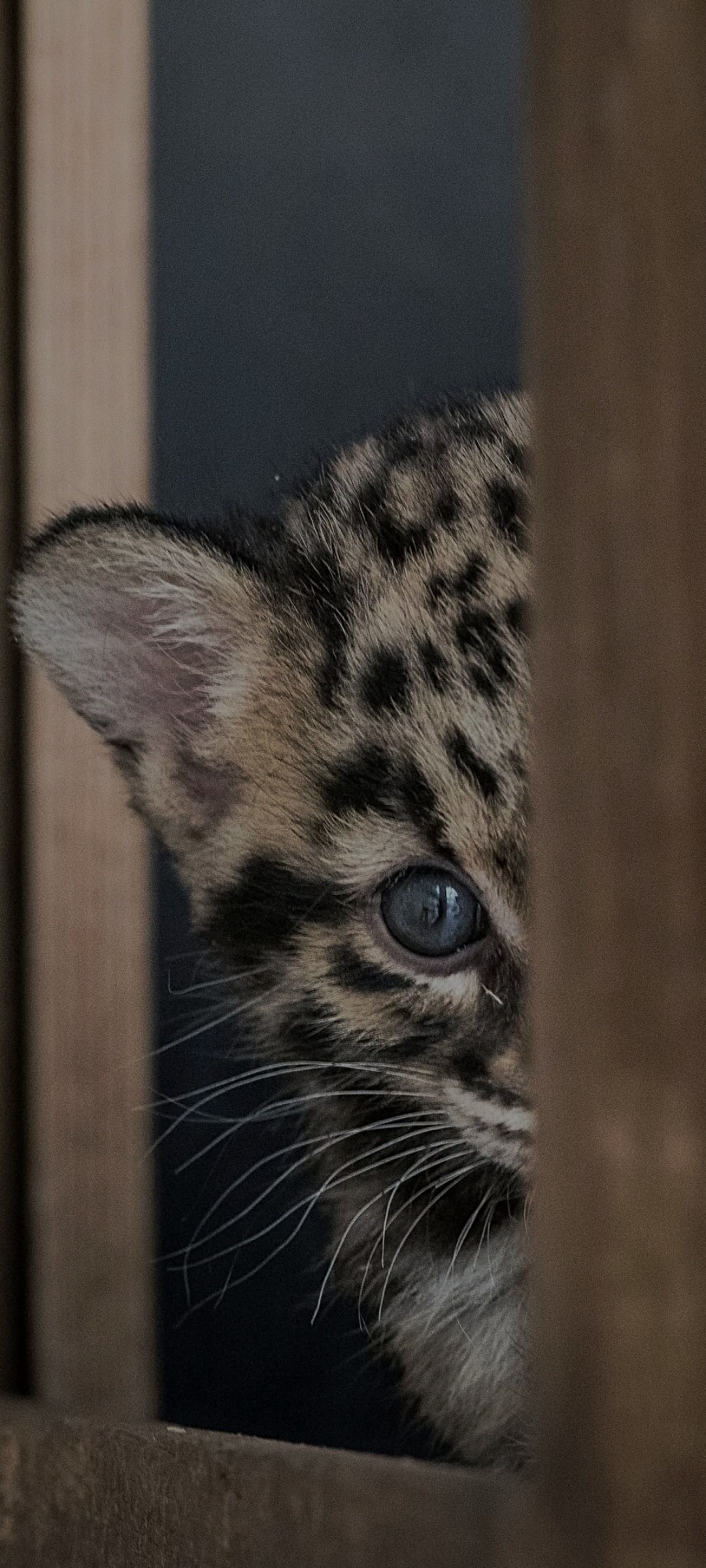 Cian - Beerse - Anvers | Rencontre Mature